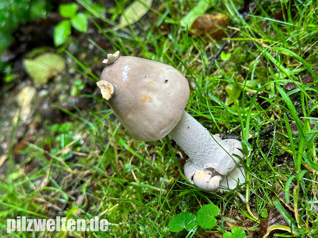 Ockergrauer Scheidenstreifling, Ockergrauer Riesenstreifling, Amanita lividopallescens