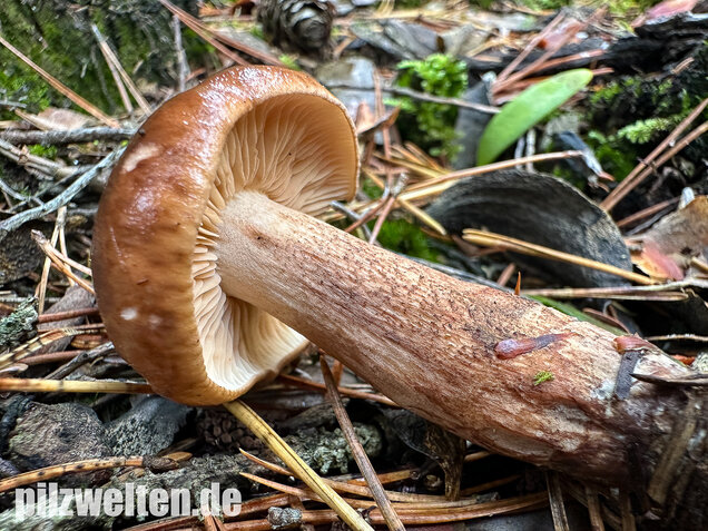 Geschupptstieliger Ritterling, Tricholoma fucatum