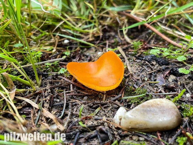 Orangebecherling, Aleuria aurantia