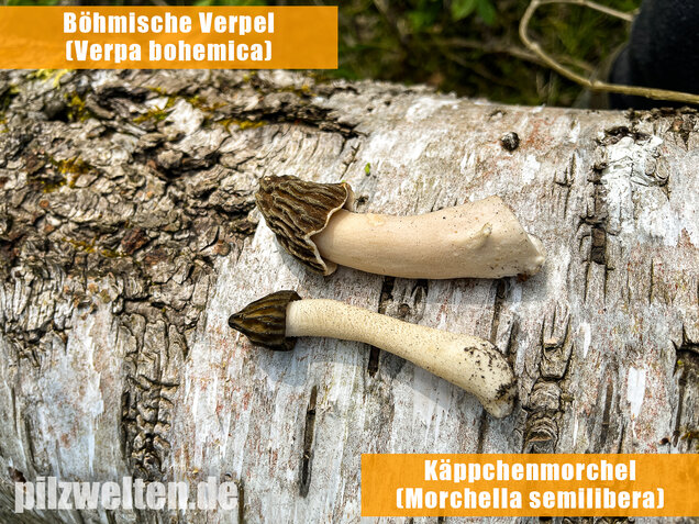 Böhmische Verpel, Verpa bohemica