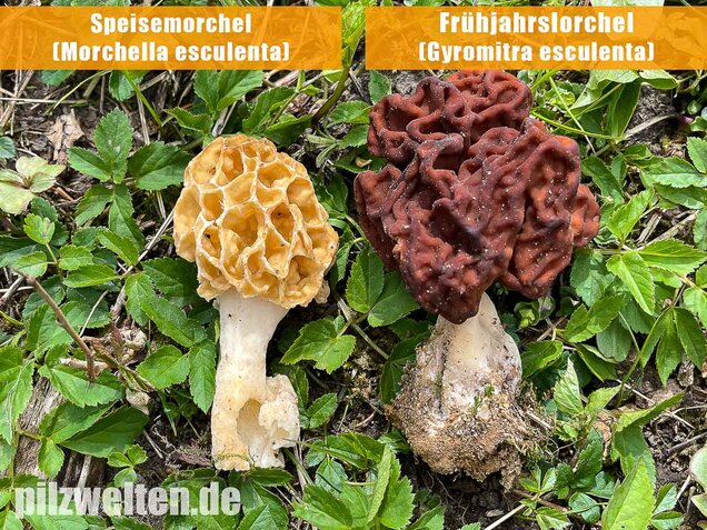 Frühjahrslorchel, Giftlorchel, Gyromitra esculenta