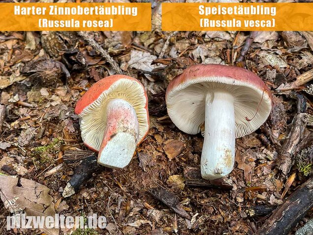 Speisetäubling, Russula vesca