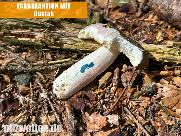 Rotstieliger Ledertäubling, Russula olivacea