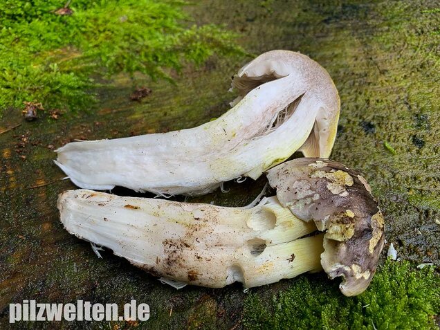 Schneeritterling, Tricholoma portentosum
