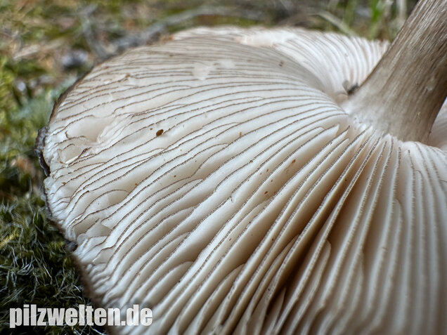 Schwarzschneidiger Dachpilz, Pluteus atromarginatus