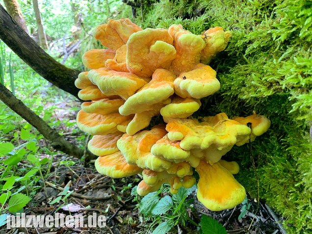 Schwefelporling, Huhn des Waldes, Laetiporus sulphureus
