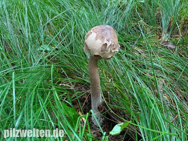 Sternschuppiger Riesenschirmling, Macrolepiota fuliginosa