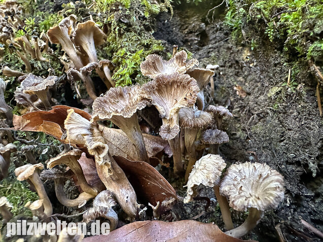 Krause Kraterelle, Krauser Leistling, Craterellus undulatus