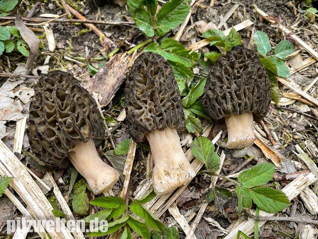 Spitzmorchel, Morchella elata, Morchella conica