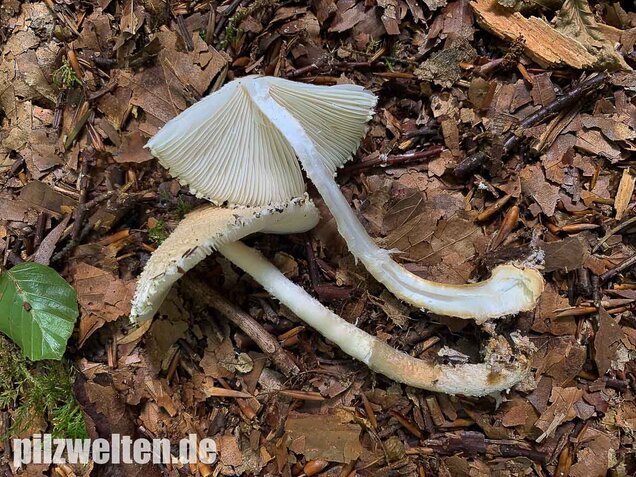 Wolliggestiefelter Schirmling, Lepiota clypeolaria