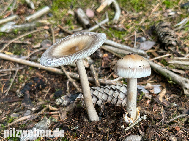 Zweifarbiger Scheidenstreifling, Unterteilter Streifling, Amanita battarrae