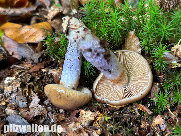 Honigschleimfuß, Runzeliggeriefter Schleimfuß, Cortinarius stillatitius