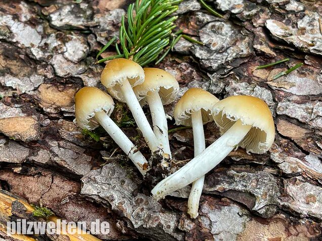 Behangener Faserling, Psathyrella candolleana