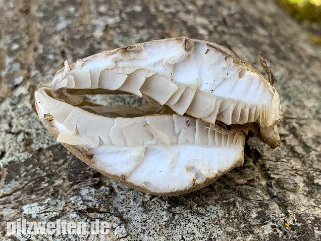 Beschleierter Pappel-Seitling, Pleurotus calyptratus