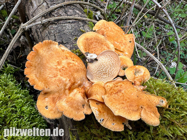 Bienenwabenporling, Waben-Stielporling, Neofavolus alveolaris