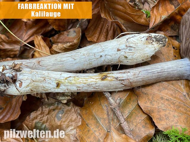 Bitterer Schleimkopf, Cortinarius infractus