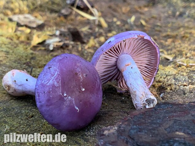 Blauer Schleimfuß, Cortinarius salor