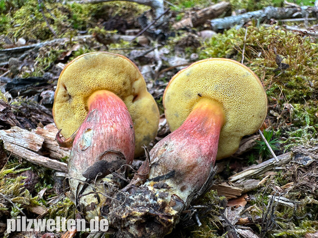 Blutroter Filzröhrling, Blutroter Gartenfilzröhrling, Hortiboletus rubellus