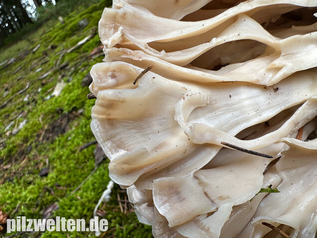 Breitblättrige Glucke, Sparassis brevipes