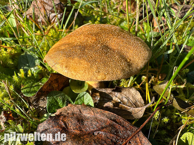 Erlengrübling, Gyrodon lividus