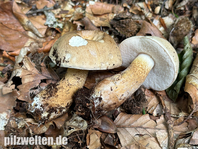 Gallenröhrling, Bitterling, Bitterpilz, Tylopilus felleus