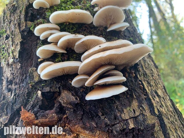 Gallertfleischiges Stummelfüßchen, Crepidotus mollis