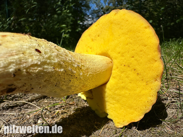 Gehämmerter Röhrling, Hemileccinum depilatum
