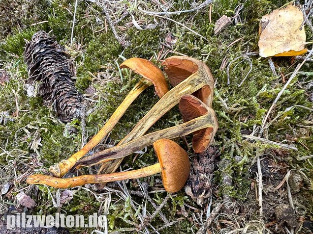 Orangerandiger Hautkopf, Cortinarius malicorius
