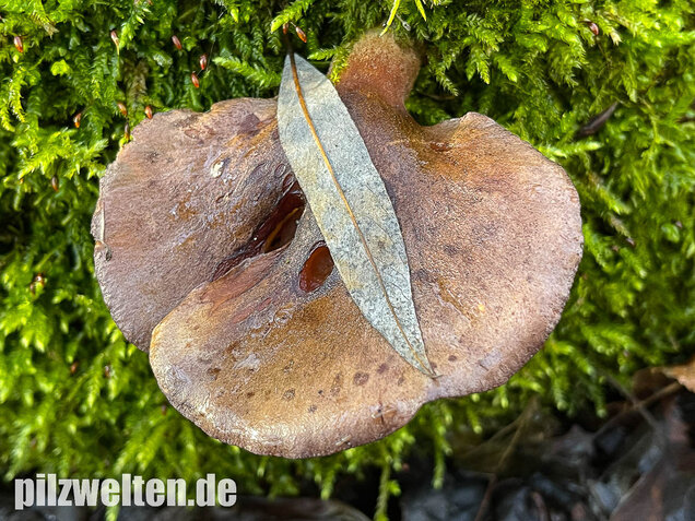 Gelbstieliger Muschelseitling, Sarcomyxa serotina