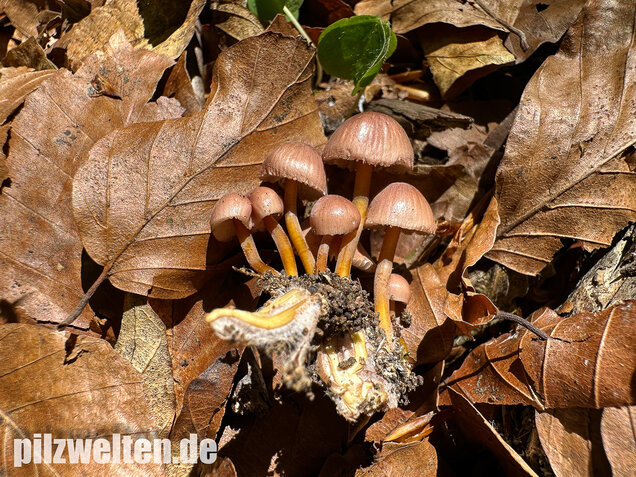 Gelbstieliger Nitrathelmling, Gelbfüßiger Nitrosehelmling, Mycena renati
