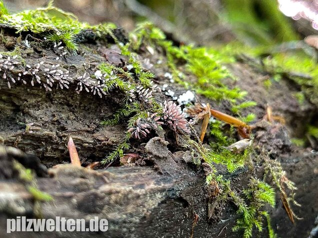 Glänzendes Fadenkeulchen, Stemonitopsis typhina