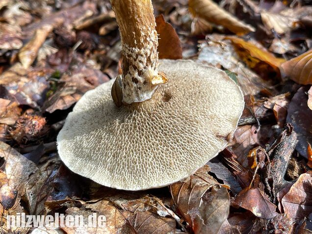 Grauer Lärchenröhrling, Suillus viscidus
