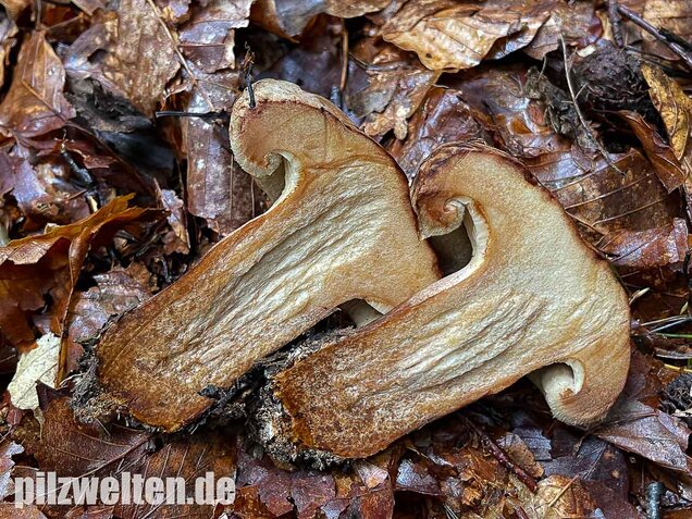 Großer Krempling, Paxillus validus