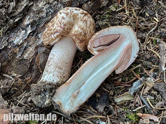 Großer Waldchampignon, Agaricus langei