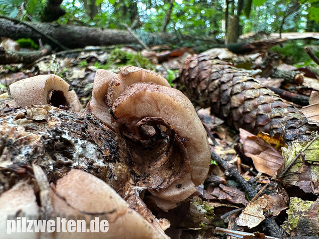 Halskrausen-Erdstern, Geastrum michelianum