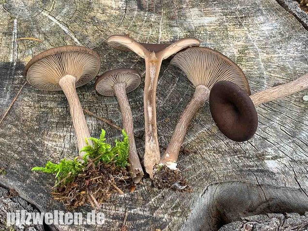 Kaffeebrauner Gabeltrichterling, Pseudoclitocybe cyathiformis