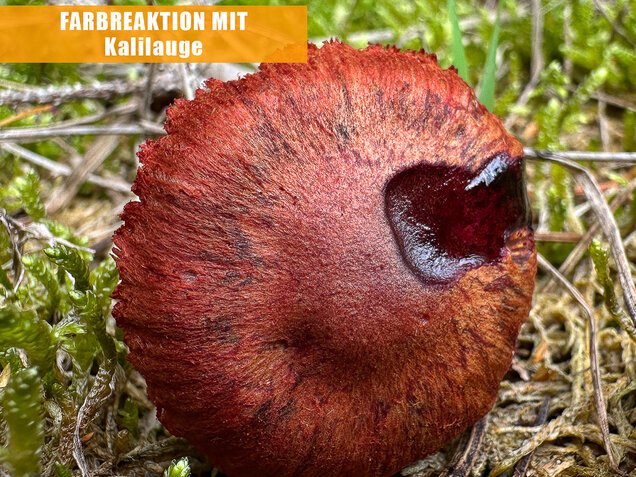 Blutroter Hautkopf, Bluthautkopf, Cortinarius sanguineus