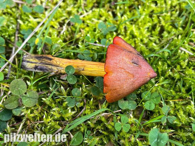 Kegeliger Saftling, Schwärzender Saftling, Hygrocybe conica