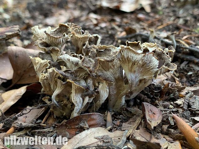 Krause Kraterelle, Craterellus undulatus