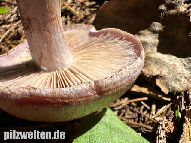 Verfärbender Schleimkopf, Cortinarius largus