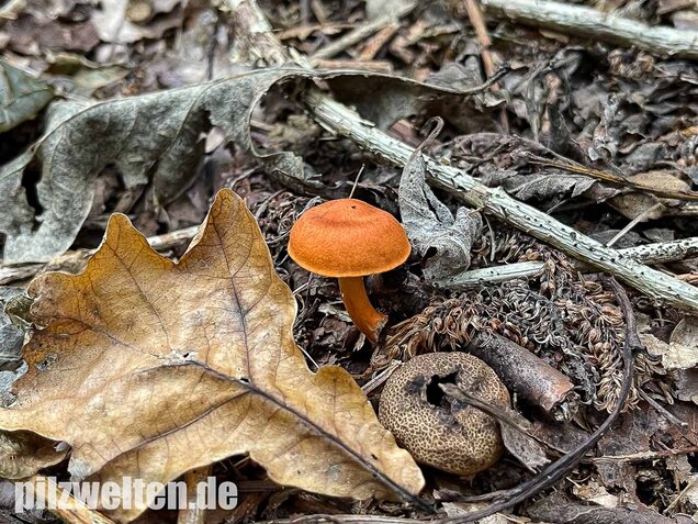 Kupferroter Hautkopf, Cortinarius uliginosus