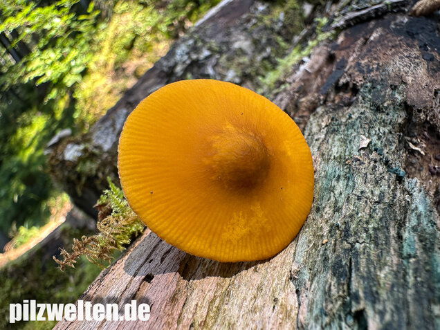 Löwengelber Dachpilz, Pluteus leoninus