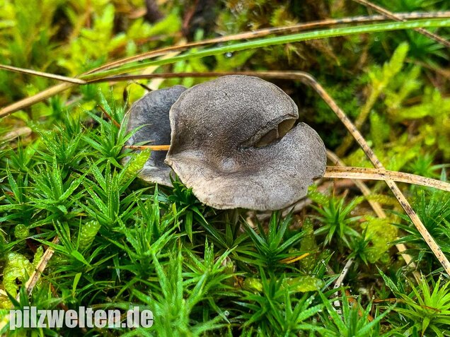 Grauer Mehltrichterling, Clitocybe ditopa
