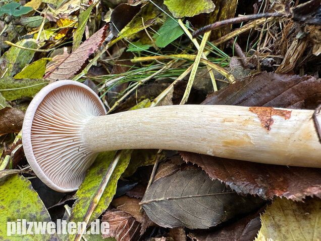 Mönchskopf, Infundibulicybe geotropa