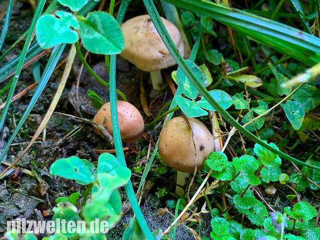 Nelkenschwindling, Marasmius oreades