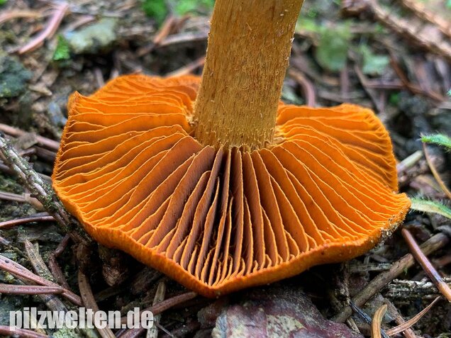 Orangefuchsiger Raukopf, Cortinarius orellanus
