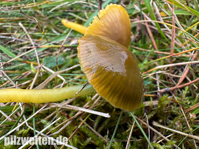 Papageigrüner Saftling, Papageiensaftling, Gliophorus psittacinus
