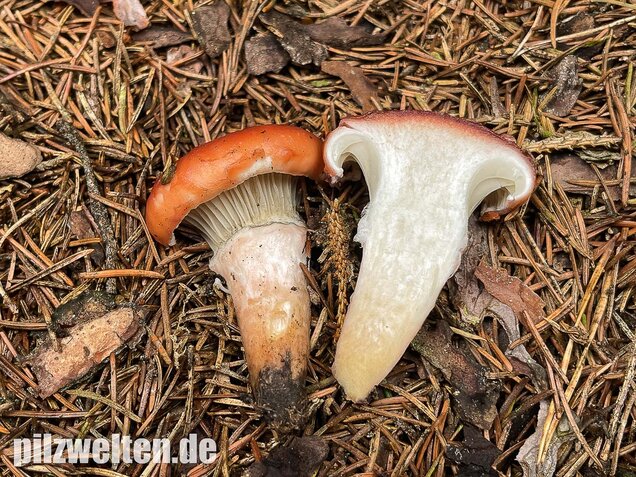 Rosenroter Gelbfuß, Gomphidius roseus