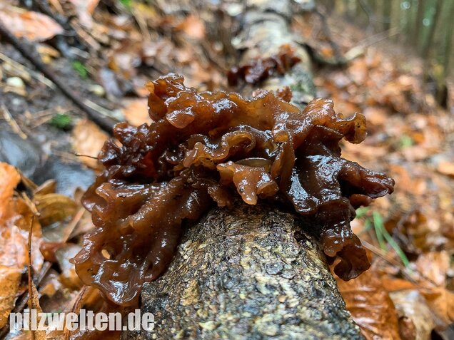 Rotbrauner Zitterling, Tremella foliacea