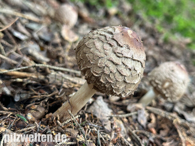 Olivbrauner Safranschirmling, Wald-Safranschirmling, Chlorophyllum olivieri